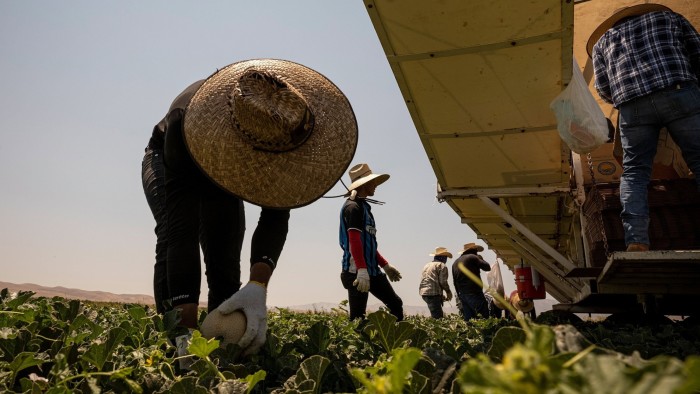 Workers harvest cantaloupe on a farm during a drought in Firebaugh, California