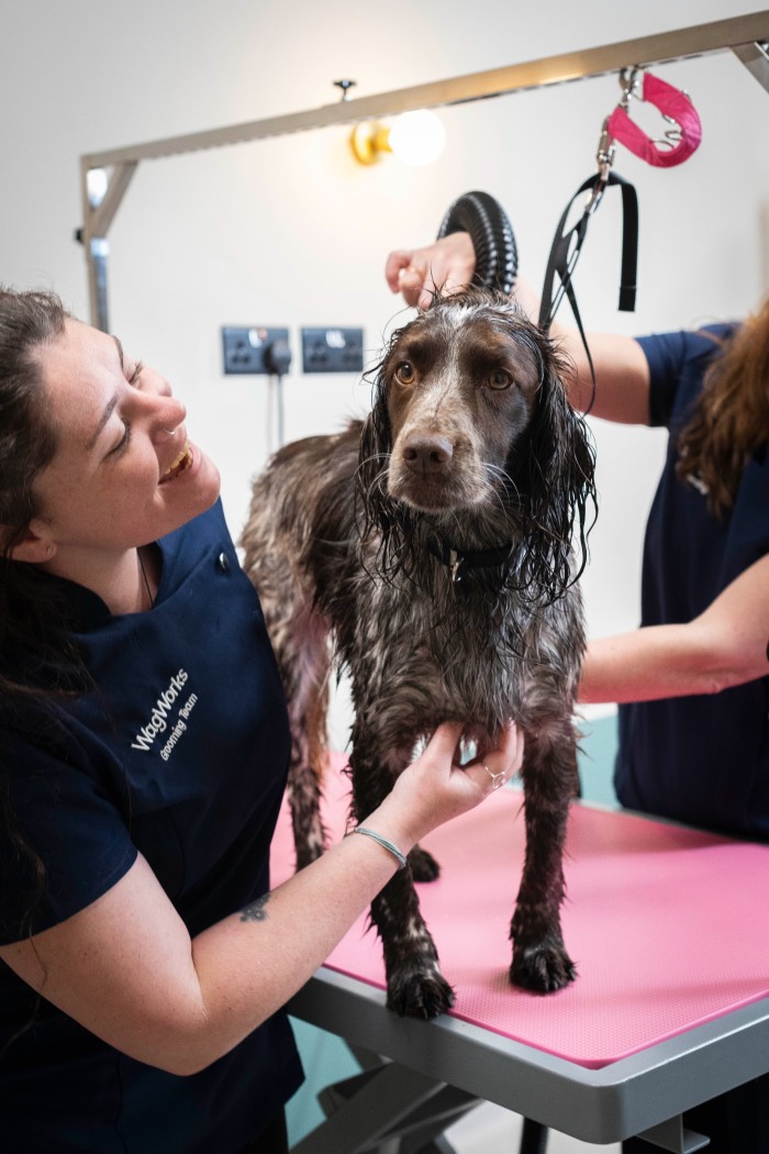 Staff at Wag Works in Fulham drying off a dog after a bath